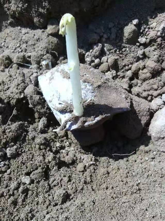 馬鈴薯催芽有什么好處？